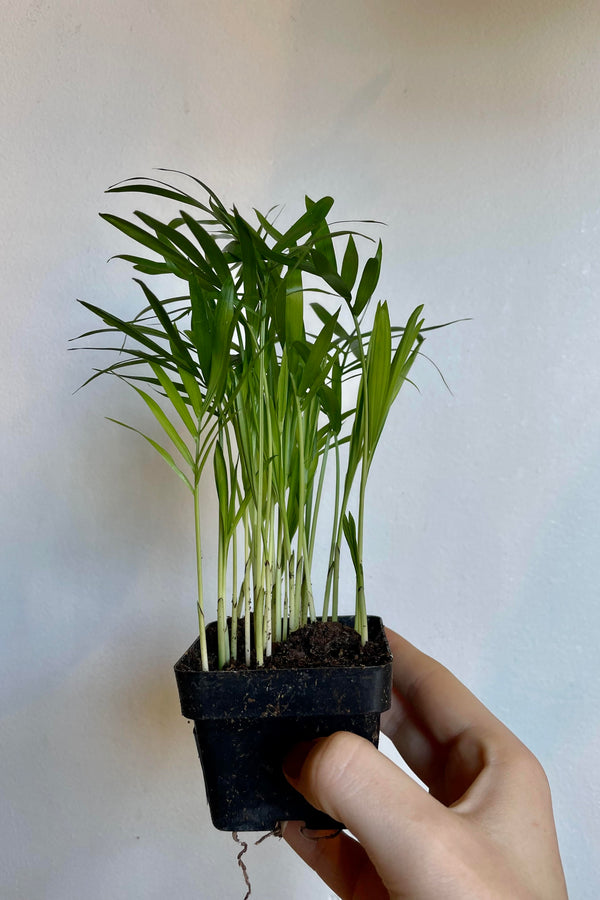 A hand holds the Chamaedorea elegans "Neanthe Bella" 3" against a white backdrop