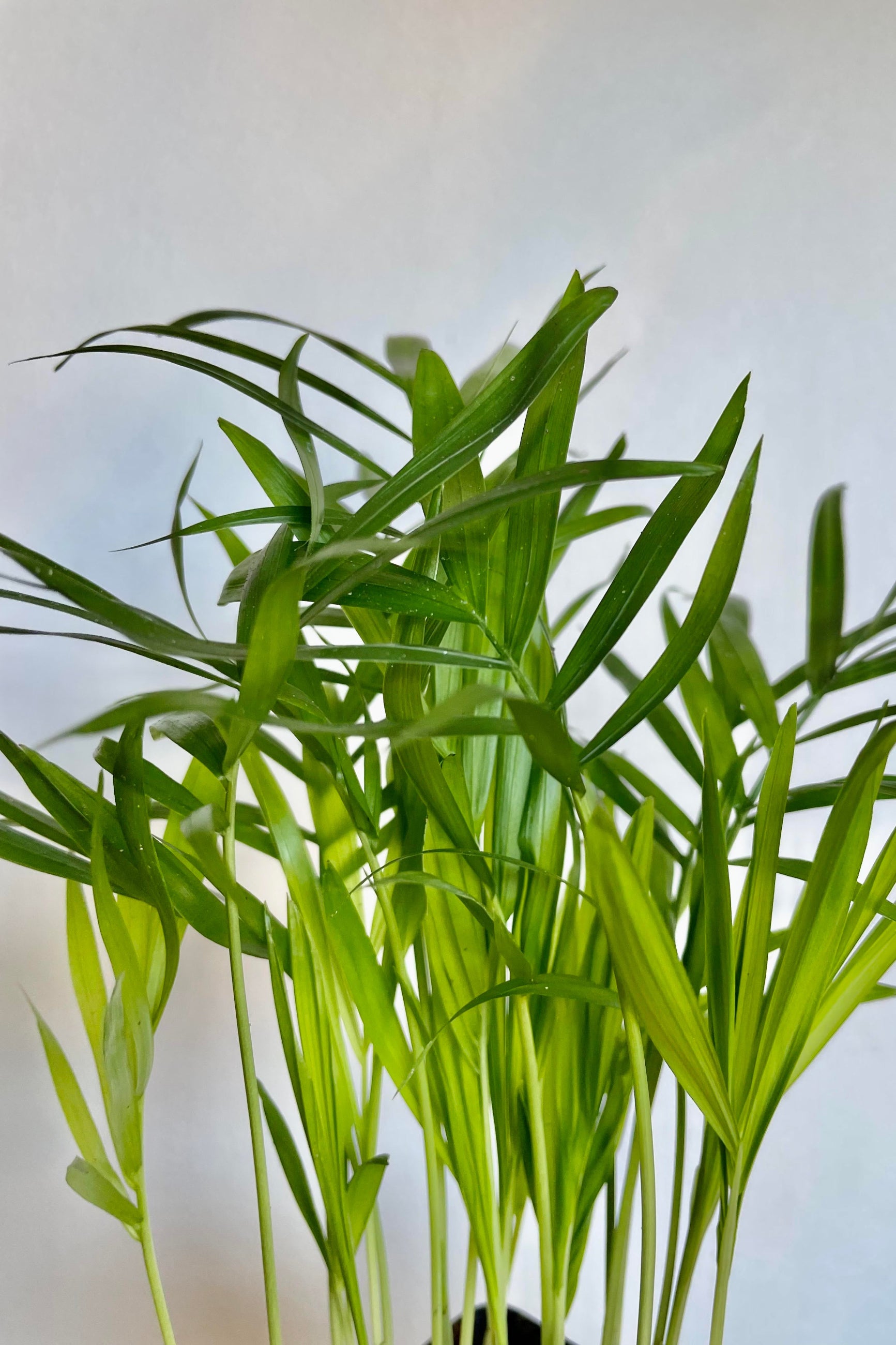 A detailed look at the Chamaedorea elegans "Neanthe Bella" 3" ©Sprout Home