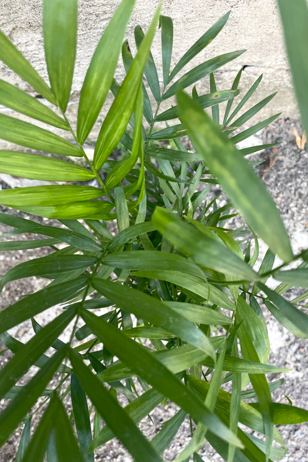 An overhead view of the 4" Chamaedorea elegans "Neanthe Bella" against a concrete backdrop