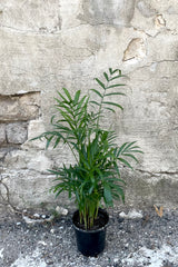 A full view of the 4" Chamaedorea elegans "Neanthe Bella" in a grower pot against a concrete backdrop