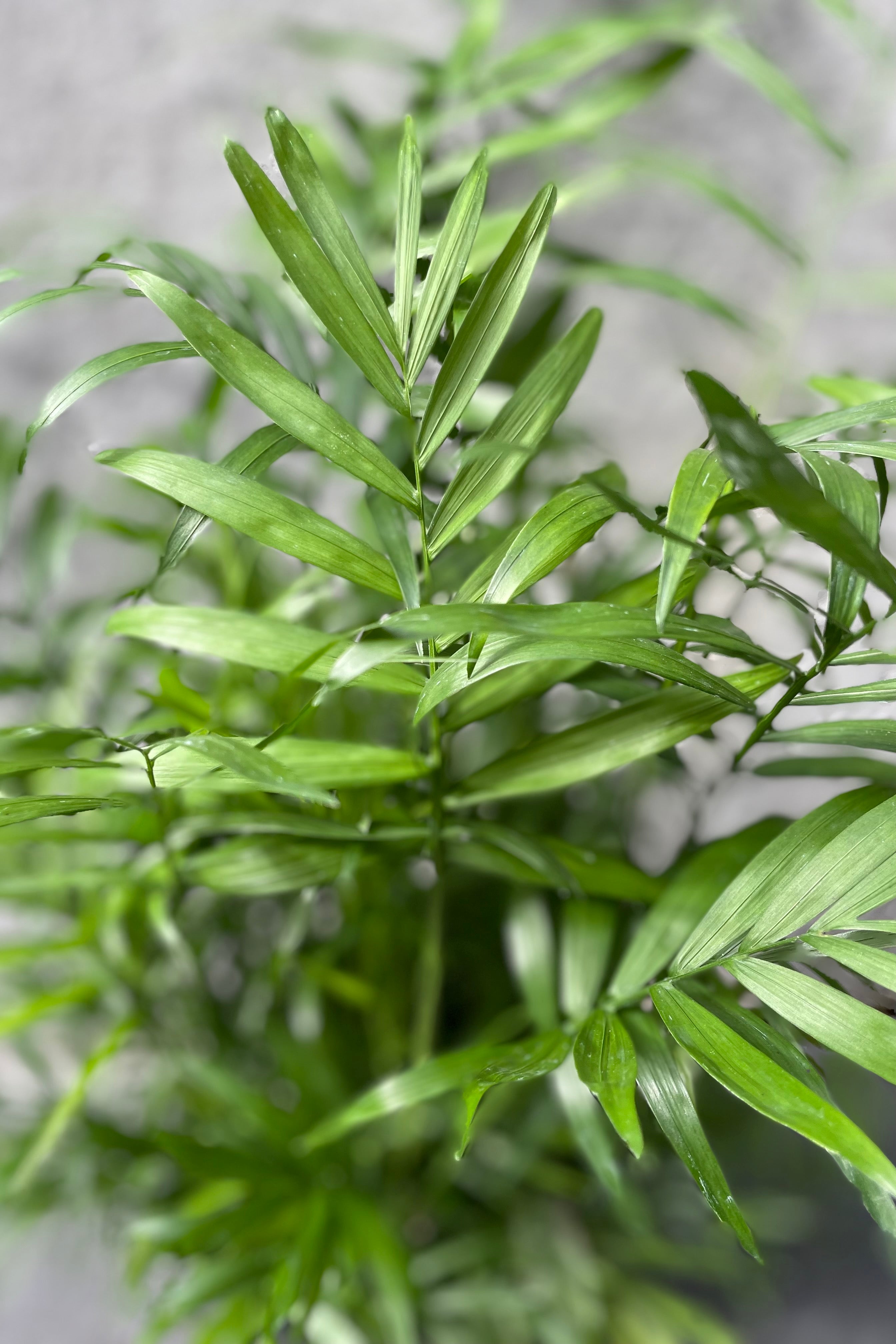 Close up of Chamaedorea elegans "Neanthe Bella" leaves