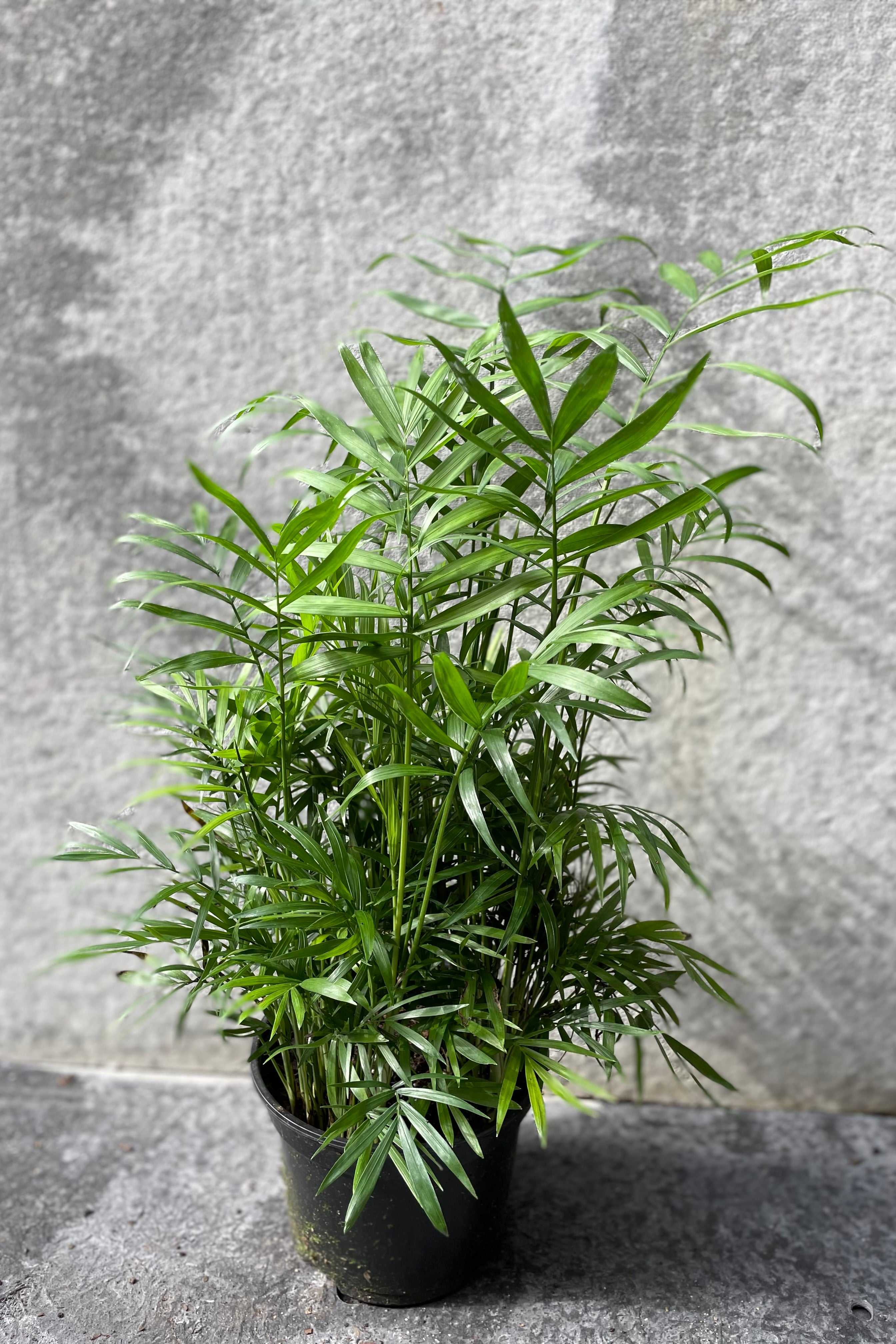 Chamaedorea elegans "Neanthe Bella" in grow pot in front of grey background