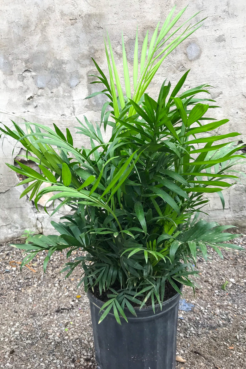 Chamaedorea elegans "Neanthe Bella" in grow pot in front of grey concrete wall