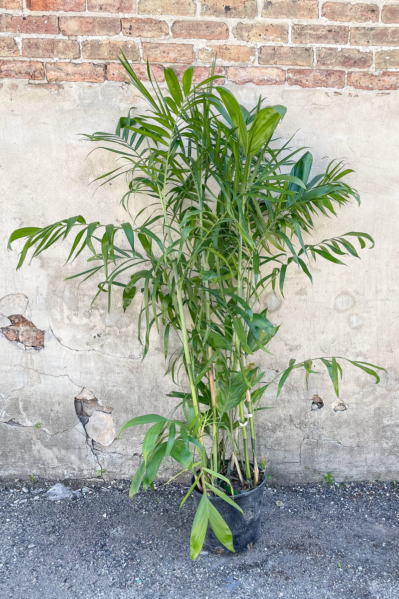 Chamaedorea seifrizii "Bamboo Palm" in front of concrete wall