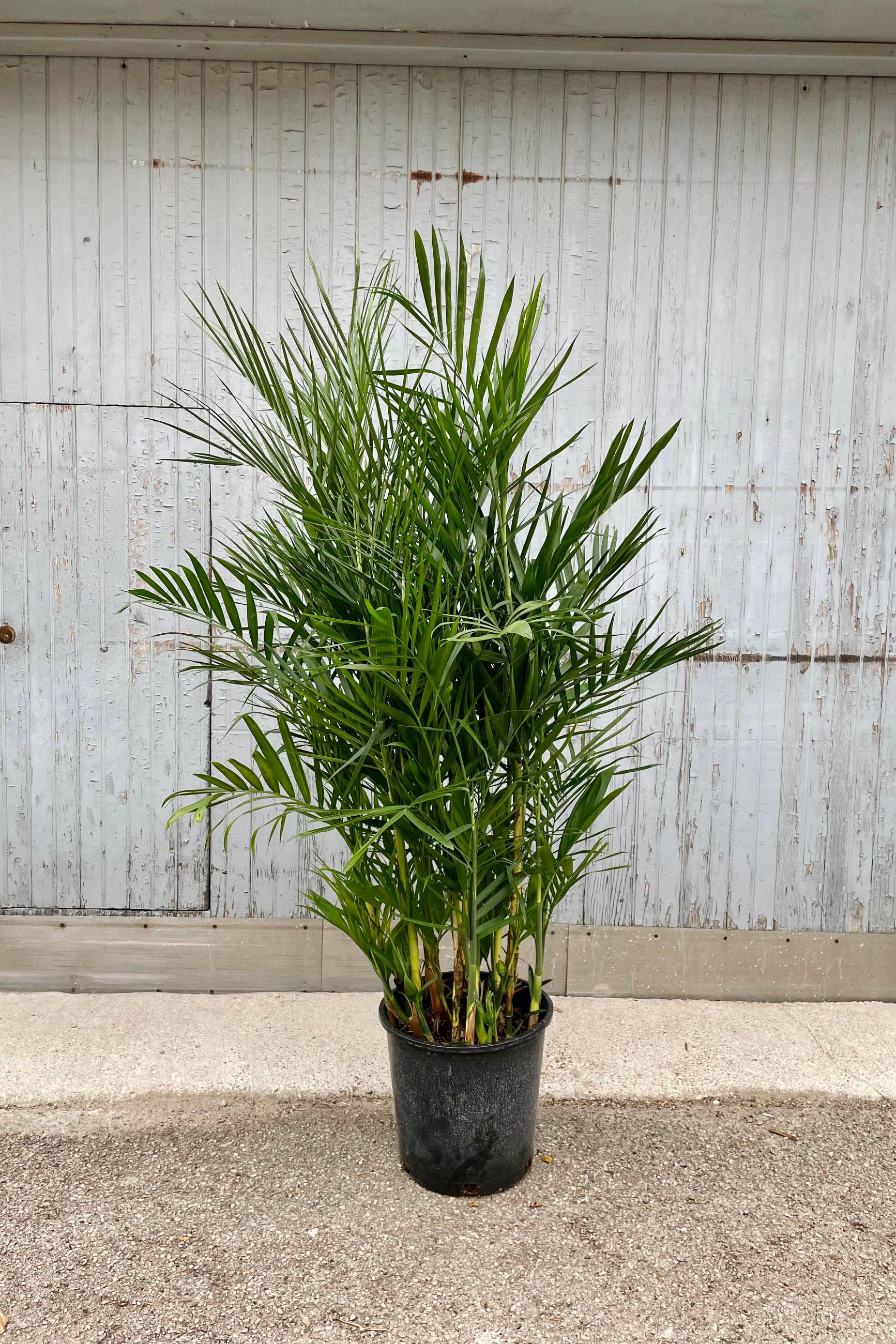 The Chamaedorea seifrizii "Bamboo Palm" sits against a wood backdrop in its 14 inch pot. ©Sprout Home