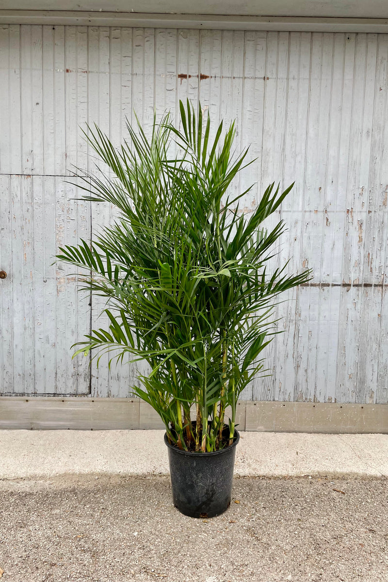 The Chamaedorea seifrizii "Bamboo Palm" sits against a wood backdrop in its 14 inch pot.