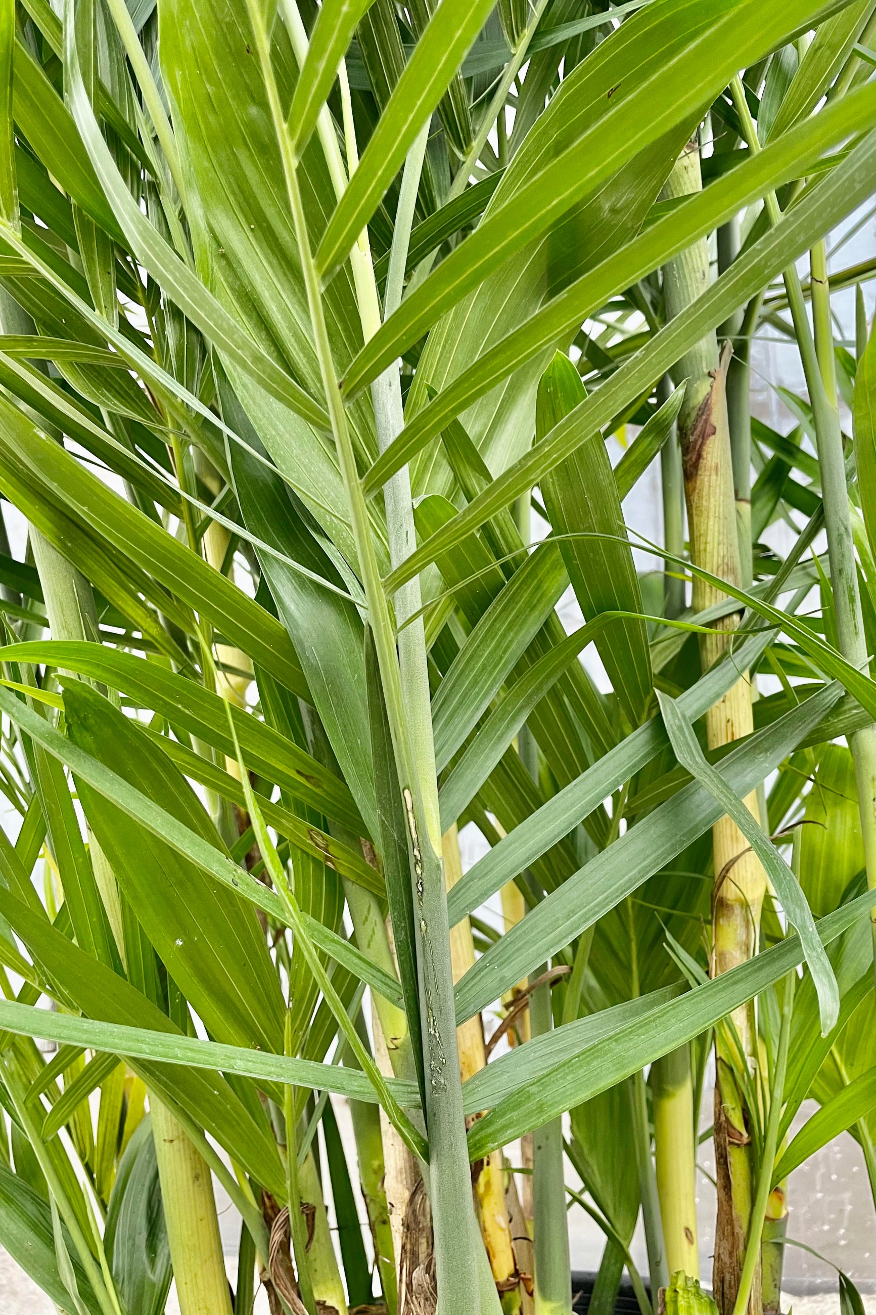 A detailed look at the Chamaedorea seifrizii "Bamboo Palm"  ©Sprout Home