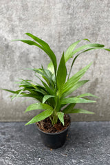 Chamaedorea seifrizii "Bamboo Palm" in grow pot in front of grey background