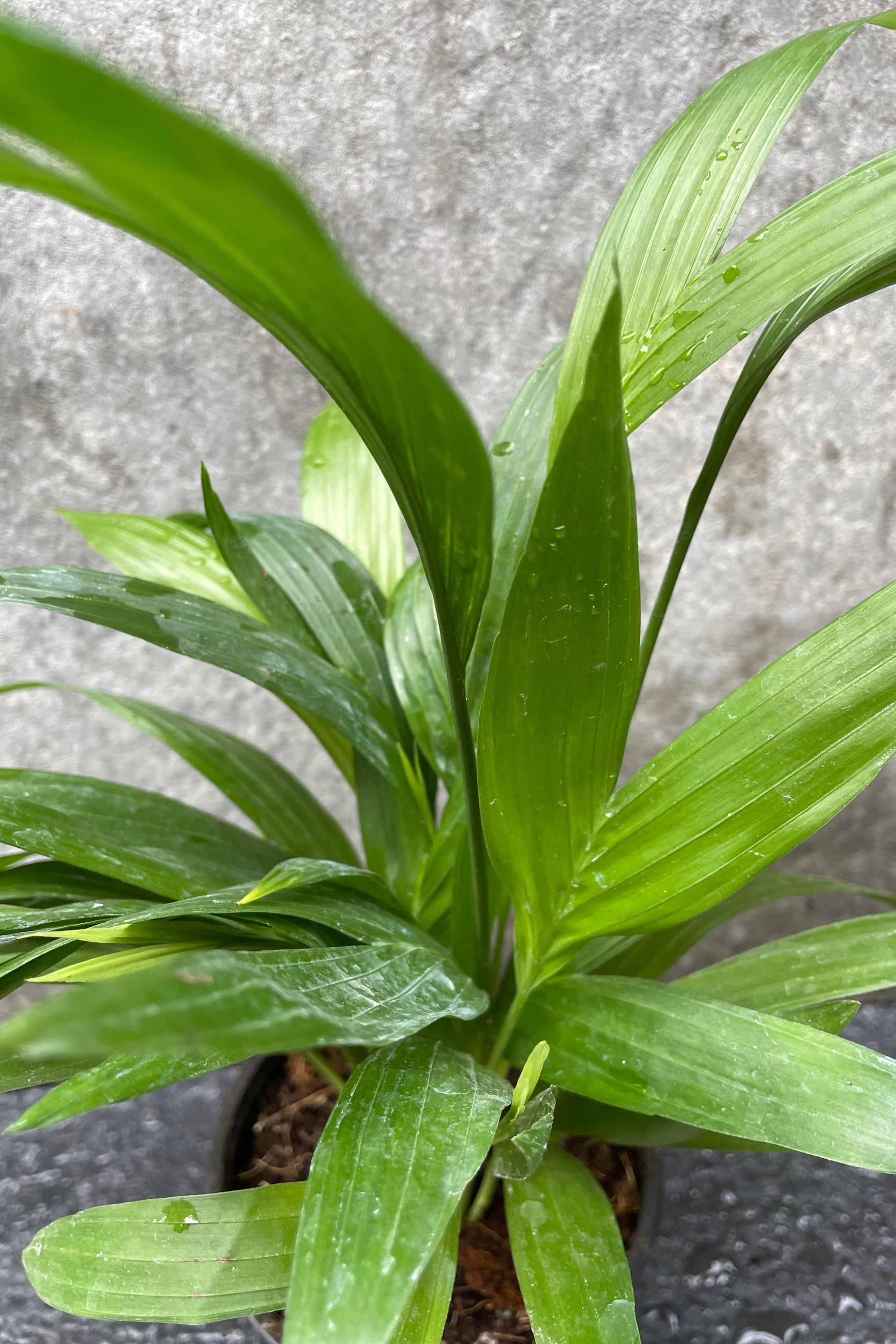 Close up of Chamaedorea seifrizii "Bamboo Palm" foliage ©Sprout Home
