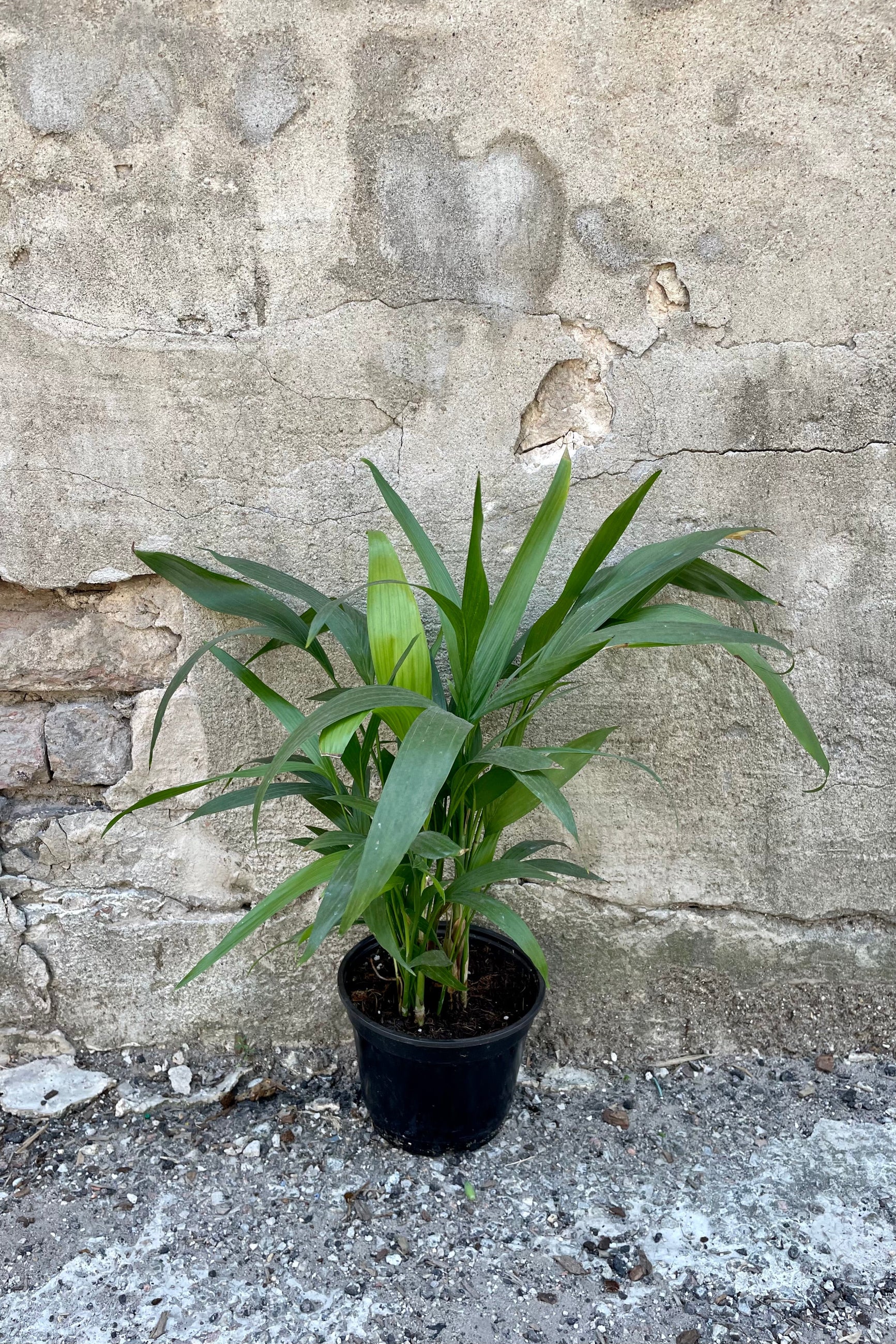 Chamaedorea seifrizii "Bamboo Palm" 6" against a grey backdrop. ©Sprout Home