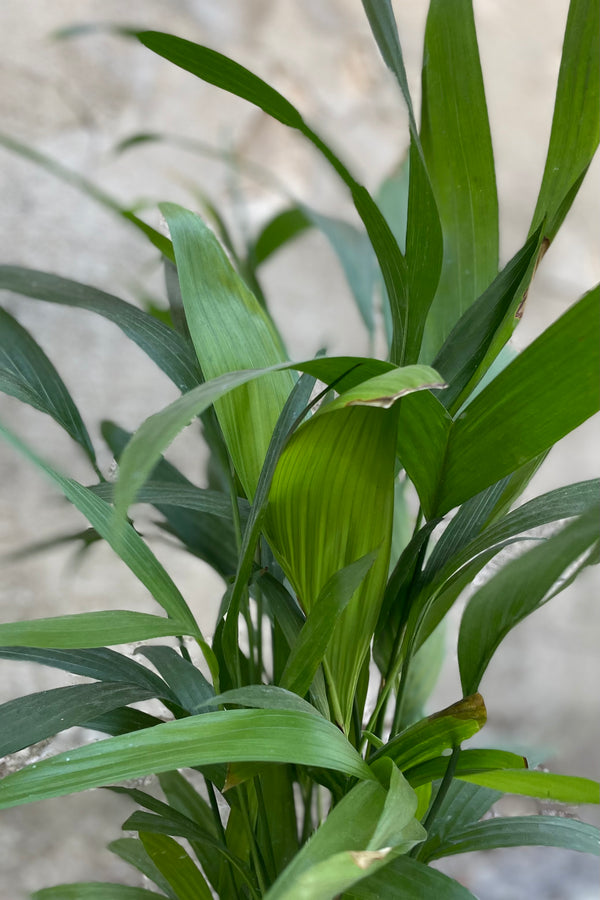 A detailed look at the Chamaedorea seifrizii "Bamboo Palm" 6"