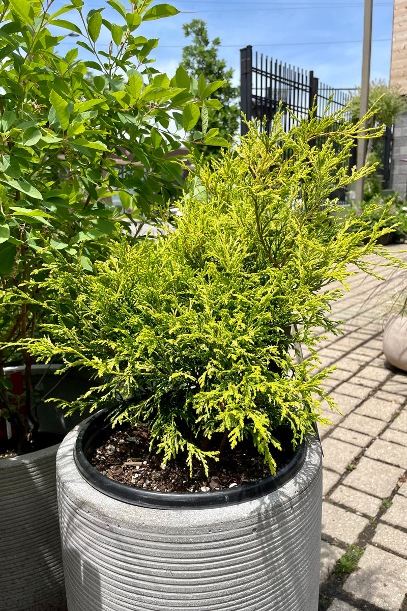 The #2 Chamaecyparis 'Golden Mop' evergreen sitting in a decorative concrete looking container showing the bright yellow green needles against the background of the sky and pavers on the ground at Sprout Home the end of May. 