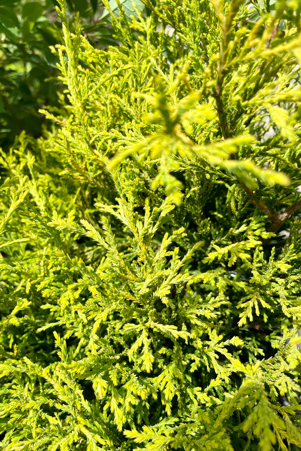 up close picture of the Chamaecyparis 'Golden Mop' evergreen showing the bright yellow green needles en mass at Sprout Home the end of May.