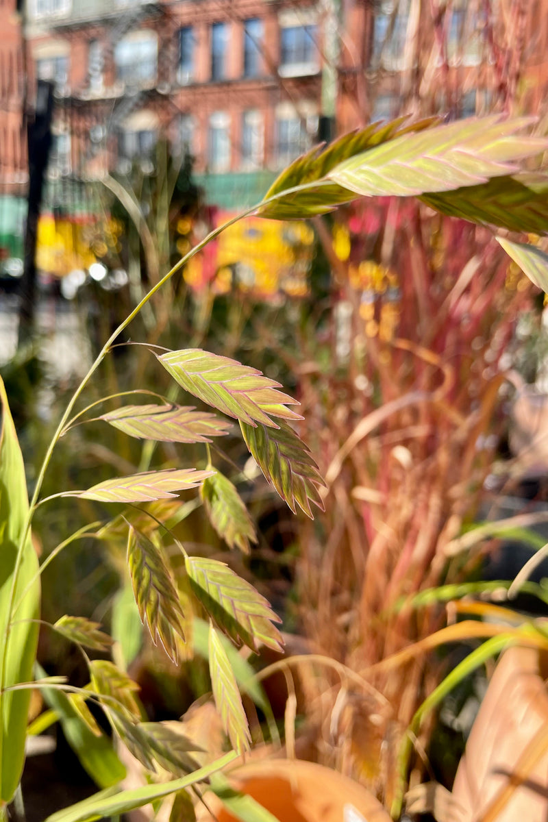 The oat like seed heads of Northern Sea Oats in fall the beginning of October at Sprout Home. 