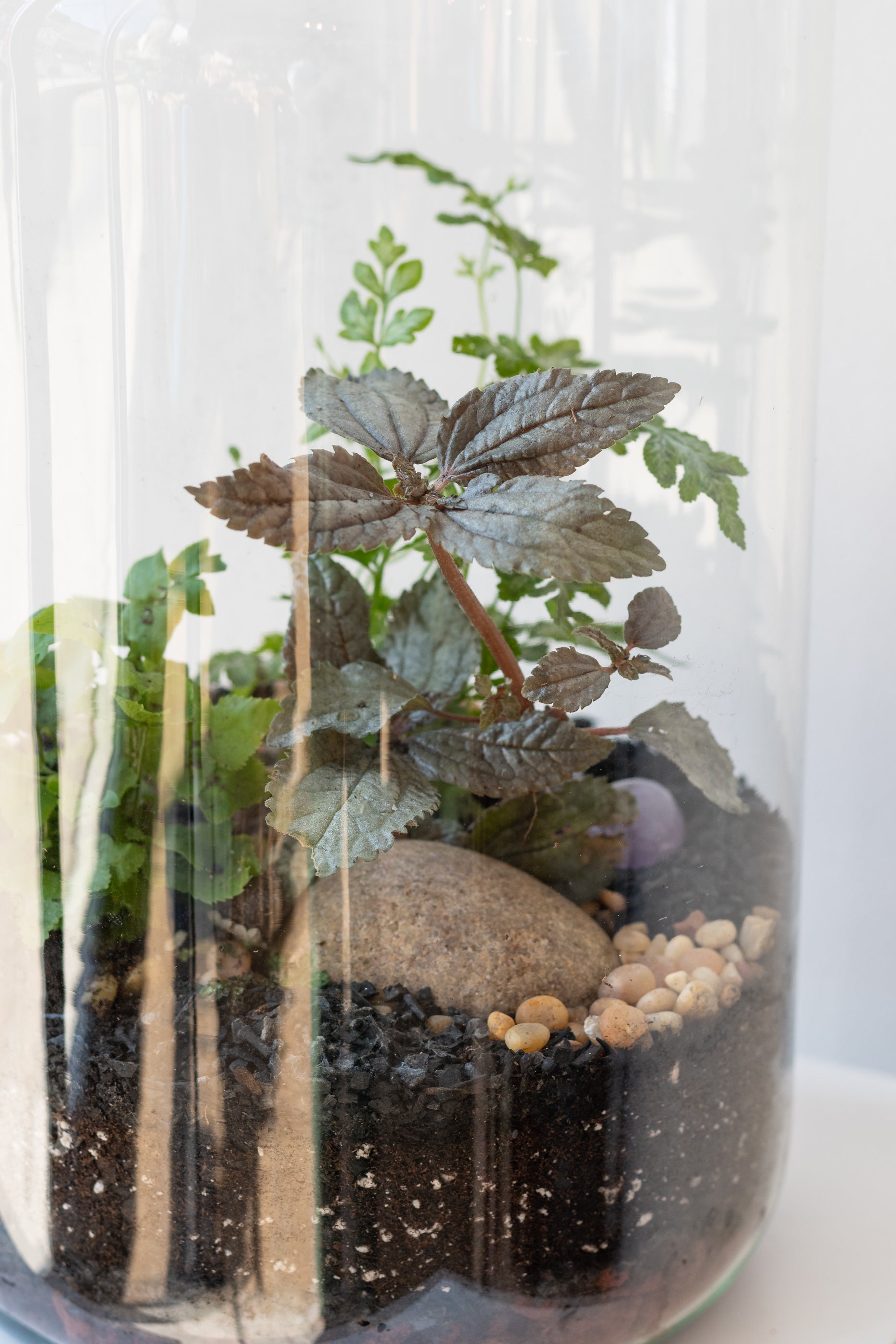 Chela terrarium planted with foliage plants