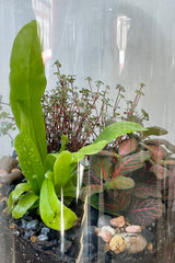 A planted foliage Chela terrarium with a fern, Fittonia and ground cover at Sprout Home.