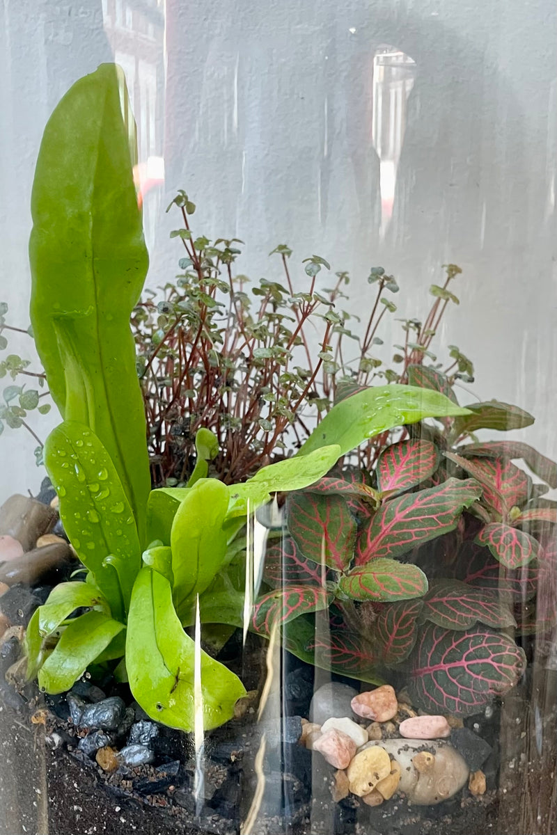 A planted foliage Chela terrarium with a fern, Fittonia and ground cover at Sprout Home.