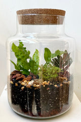 A Chela medium planted terrarium at Sprout Home planted with lush foliage.