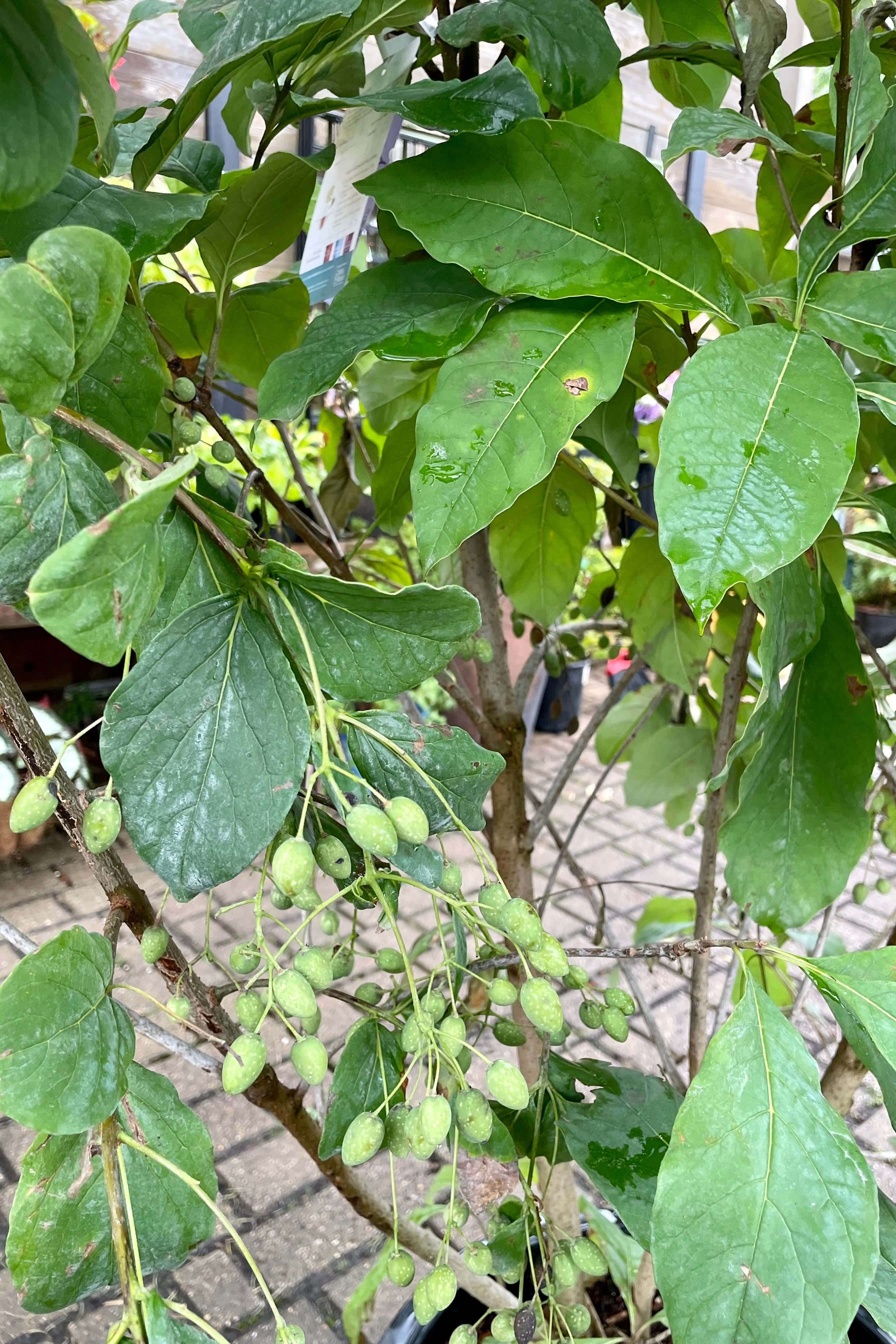 White Fringetree the beginning of September showing its large ovate green leaves and green fruit before turning color.