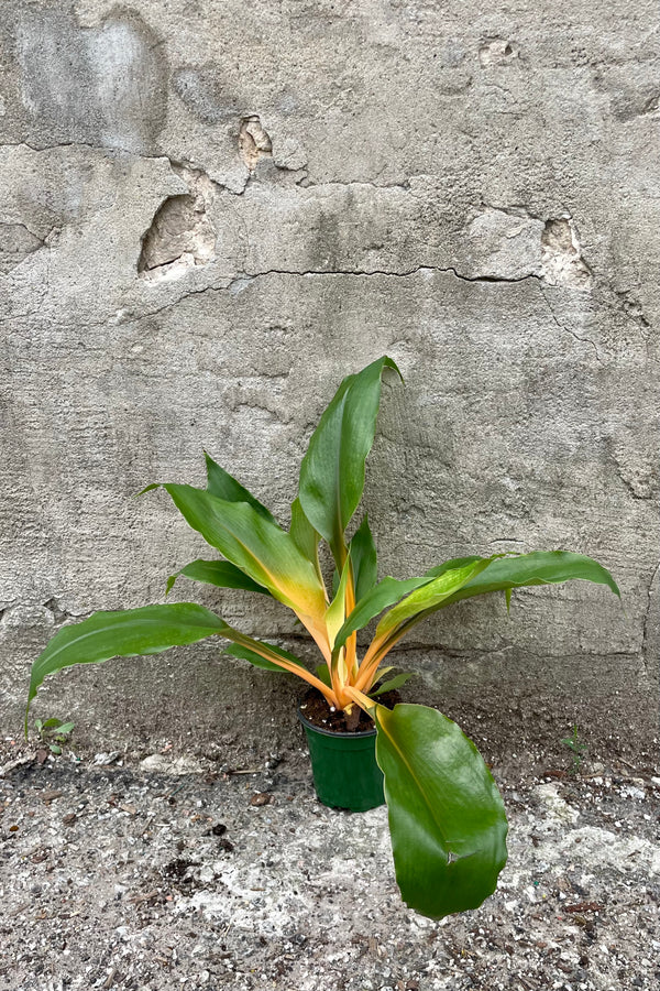 Chlorophytum amaniense 'Fire Flash' 4" green growers pot with orange petioles with green leaves against a grey wall