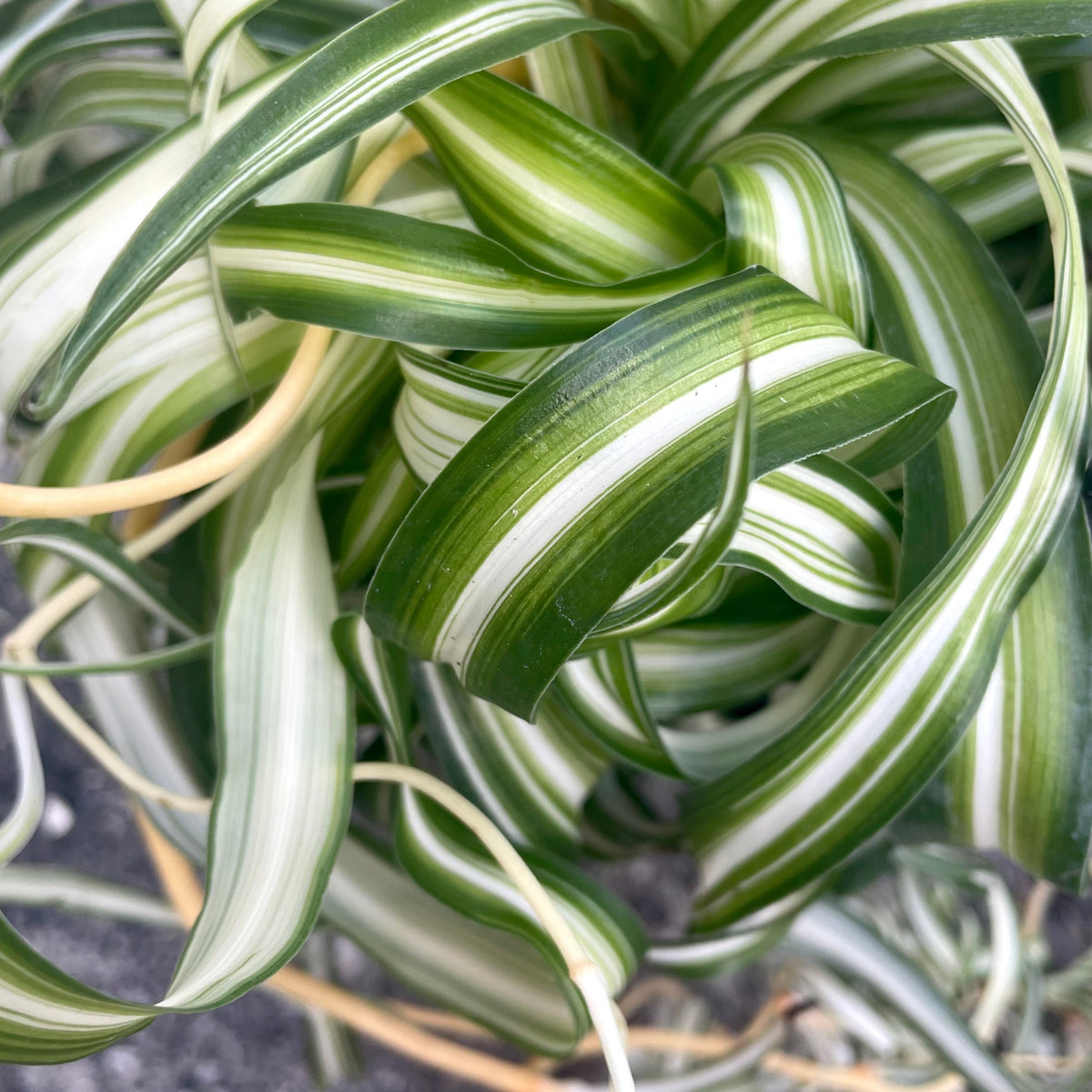 chlorophytum comosum bonnie Chlorophytum comosum 'Bonnie' 6" at SPROUT HOME