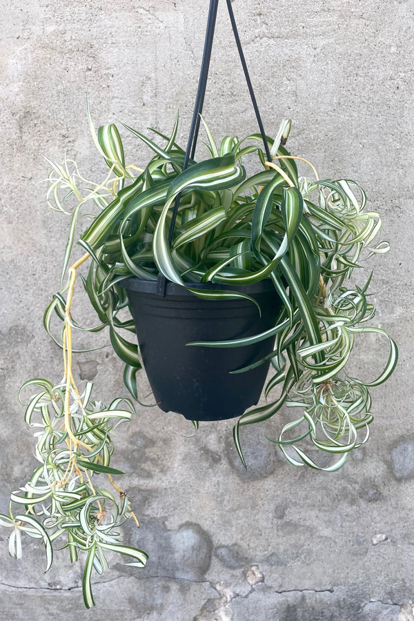 A full-body view of old and new growth of the 6" hanging Chlorophytum comosum "Bonnie" against a concrete backdrop