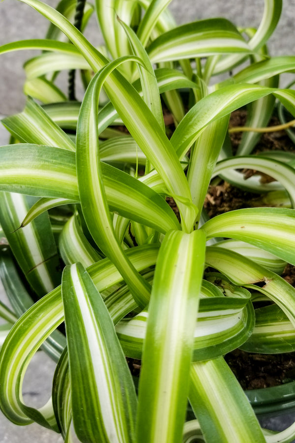 Chlorophytum comosum 'Bonnie' 8"