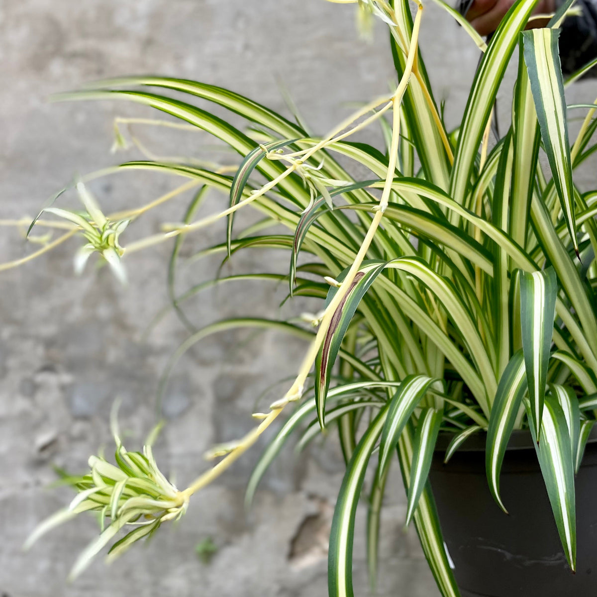 chlorophytum suffruticosum Chlorophytum comosum 'Variegatum' 10"