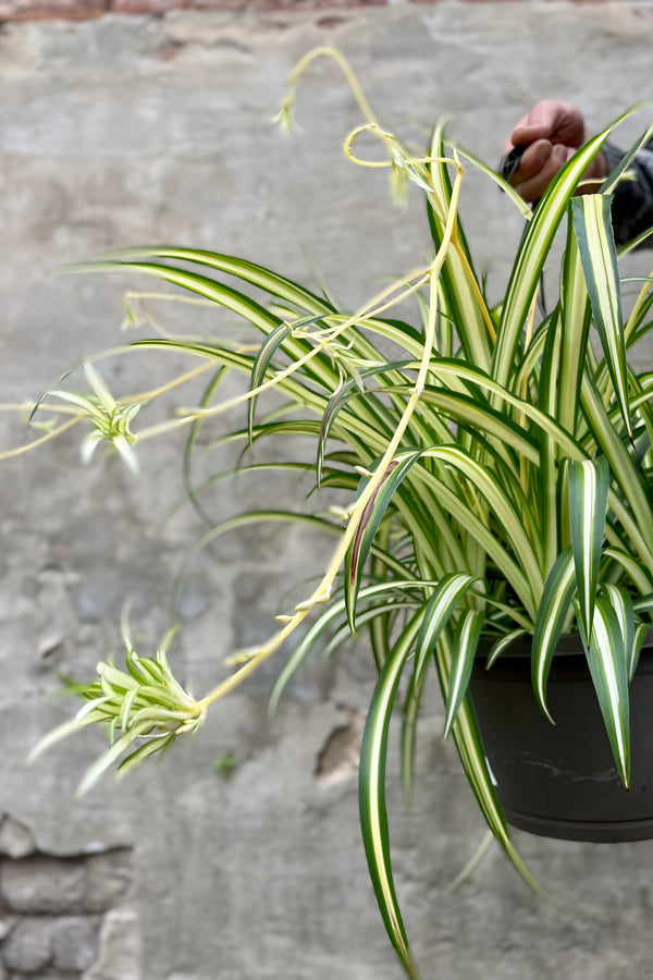 detail of Chlorophytum comosum 'Variegatum' 10" against a grey wall