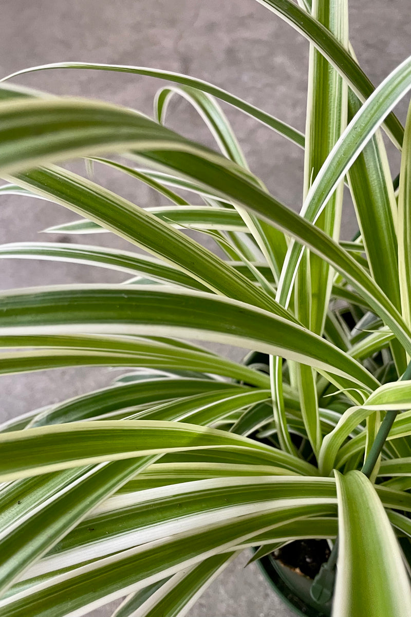 Chlorophytum 'Variegatum' detail picture showing the striped green and cream leaves.