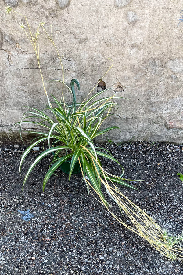 Chlorophytum cosmosum "Spider Plant" 8" in front of concrete wall