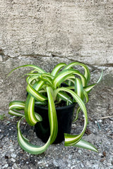 Chlorophytum comosum 'Bonnie' 4" against a grey wall