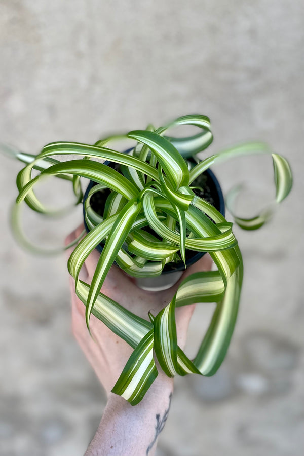 Chlorophytum comosum 'Bonnie' 4" against a grey wall