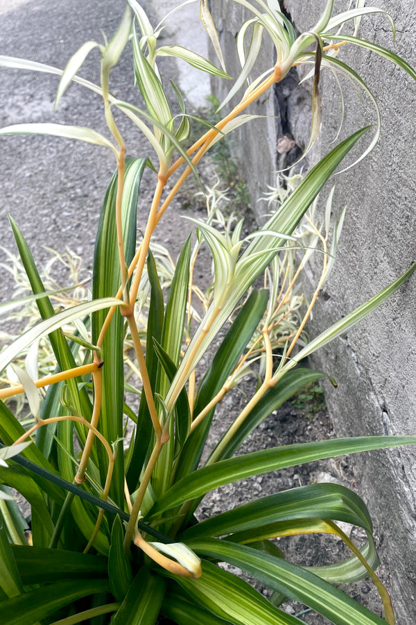 A close-up view of old and new growth on the 8" Chlorophytum 'Hawaiian' against a concrete backdrop