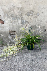 A full-body view of old and new growth on the 8" Chlorophytum 'Hawaiian' against a concrete backdrop