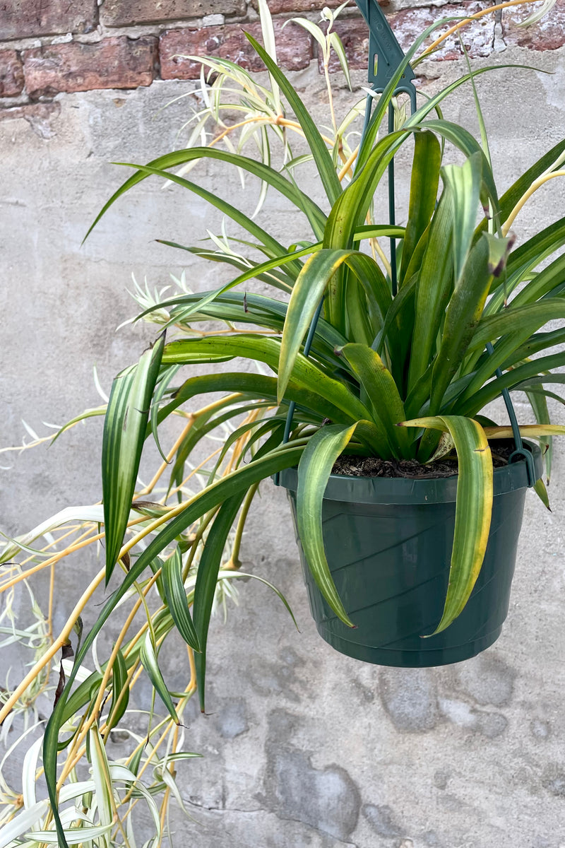 A full-body view of old and new growth on the hanging 8" Chlorophytum 'Hawaiian' against a concrete backdrop