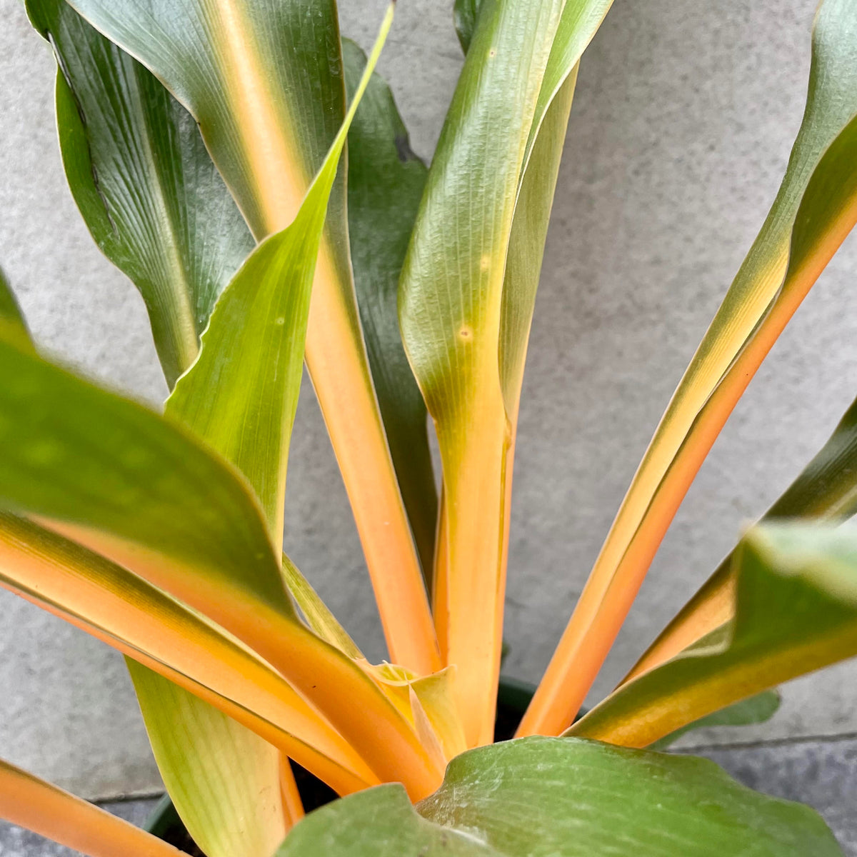 chlorophytum fire flash plant Chlorophytum amaniense 'Fire Flash' 6" at SPROUT HOME
