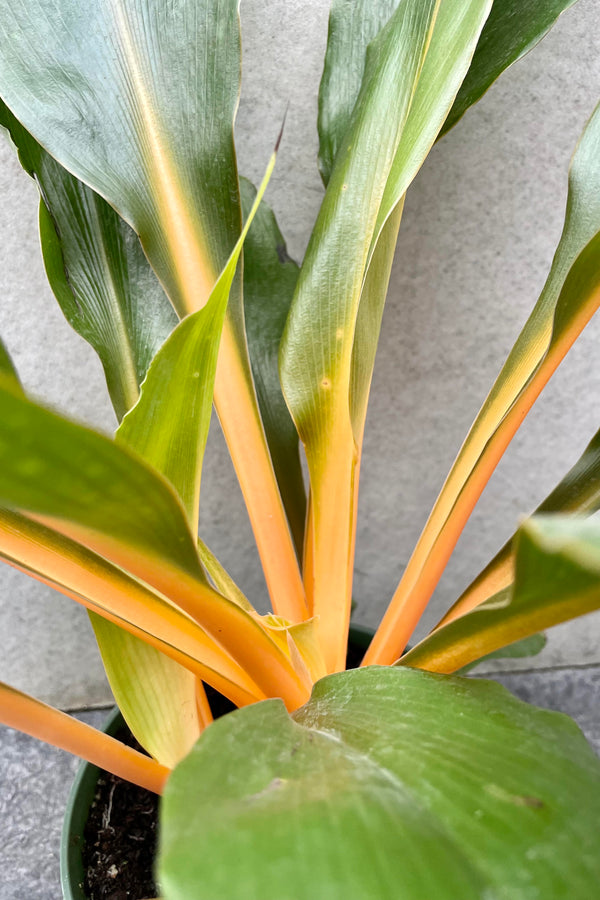 A detailed look at the foliage of the Chlorophytum amaniense 'Fire Flash'.