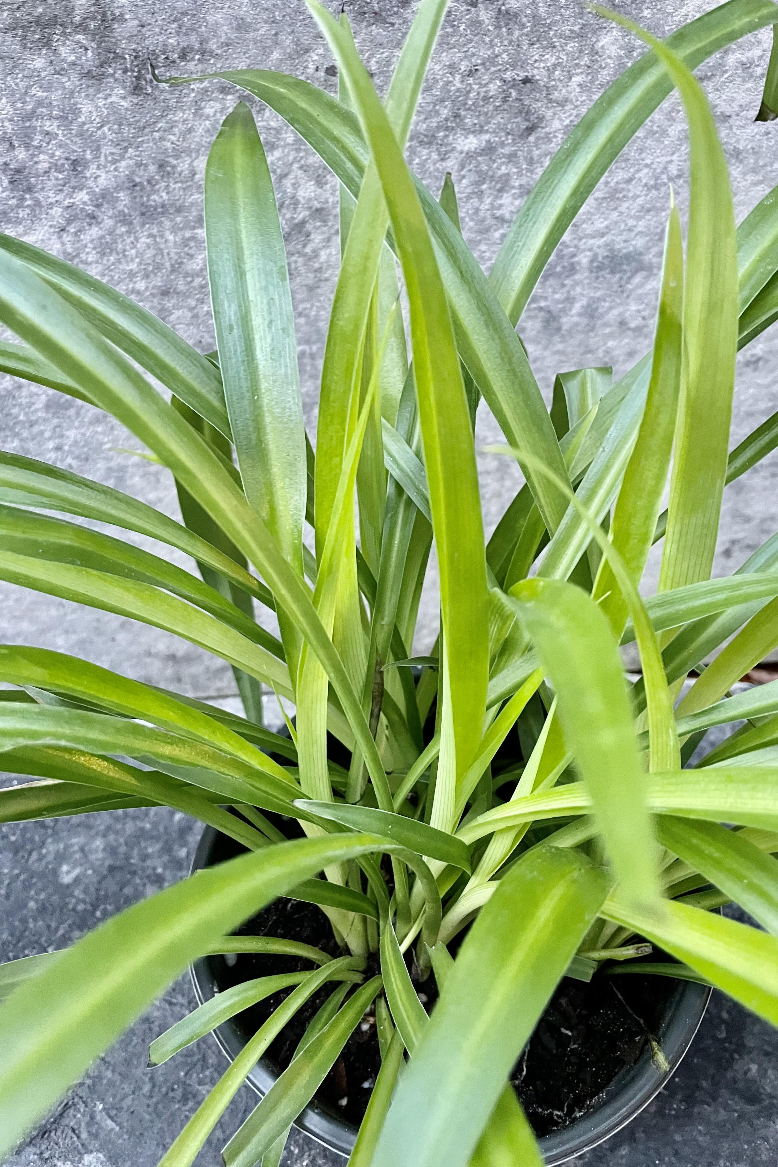 A detailed look at the Chlorophytum 'Hawaiian' 