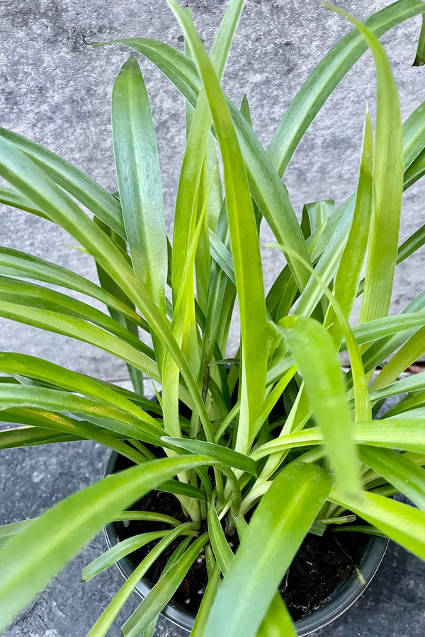 A detailed look at the Chlorophytum 'Hawaiian' 