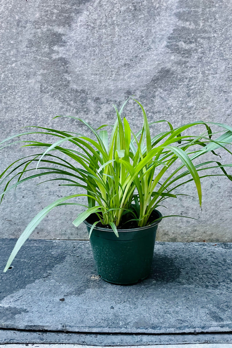 The Chlorophytum 'Hawaiian' sits against a grey backdrop in its 6 inch growers pot.