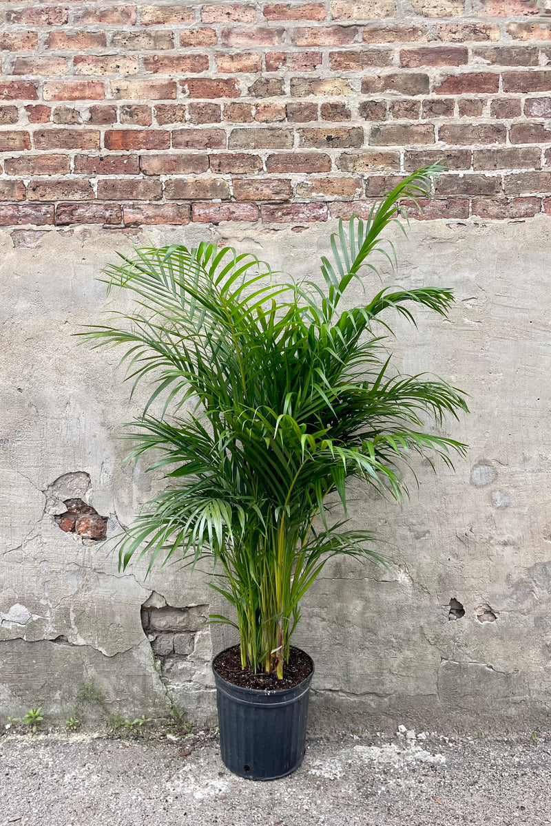 Chrysalidocarpus lutescens "Areca Palm" 12" black growers pot with bright green palm leaves against a grey wall and brick