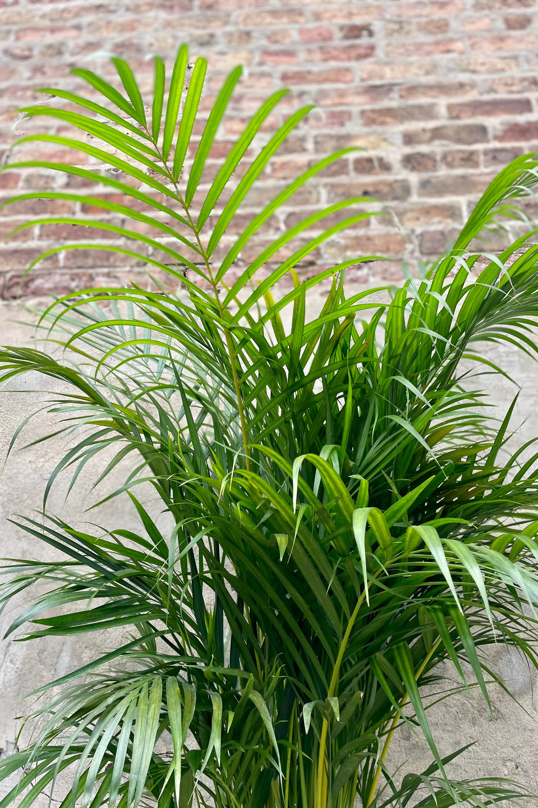 detail of Chrysalidocarpus lutescens "Areca Palm" 12" bright green palm leaves against a grey wall and brick ©Sprout Home