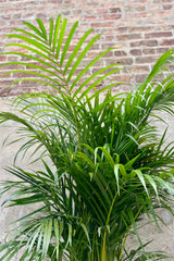 detail of Chrysalidocarpus lutescens "Areca Palm" 12" bright green palm leaves against a grey wall and brick