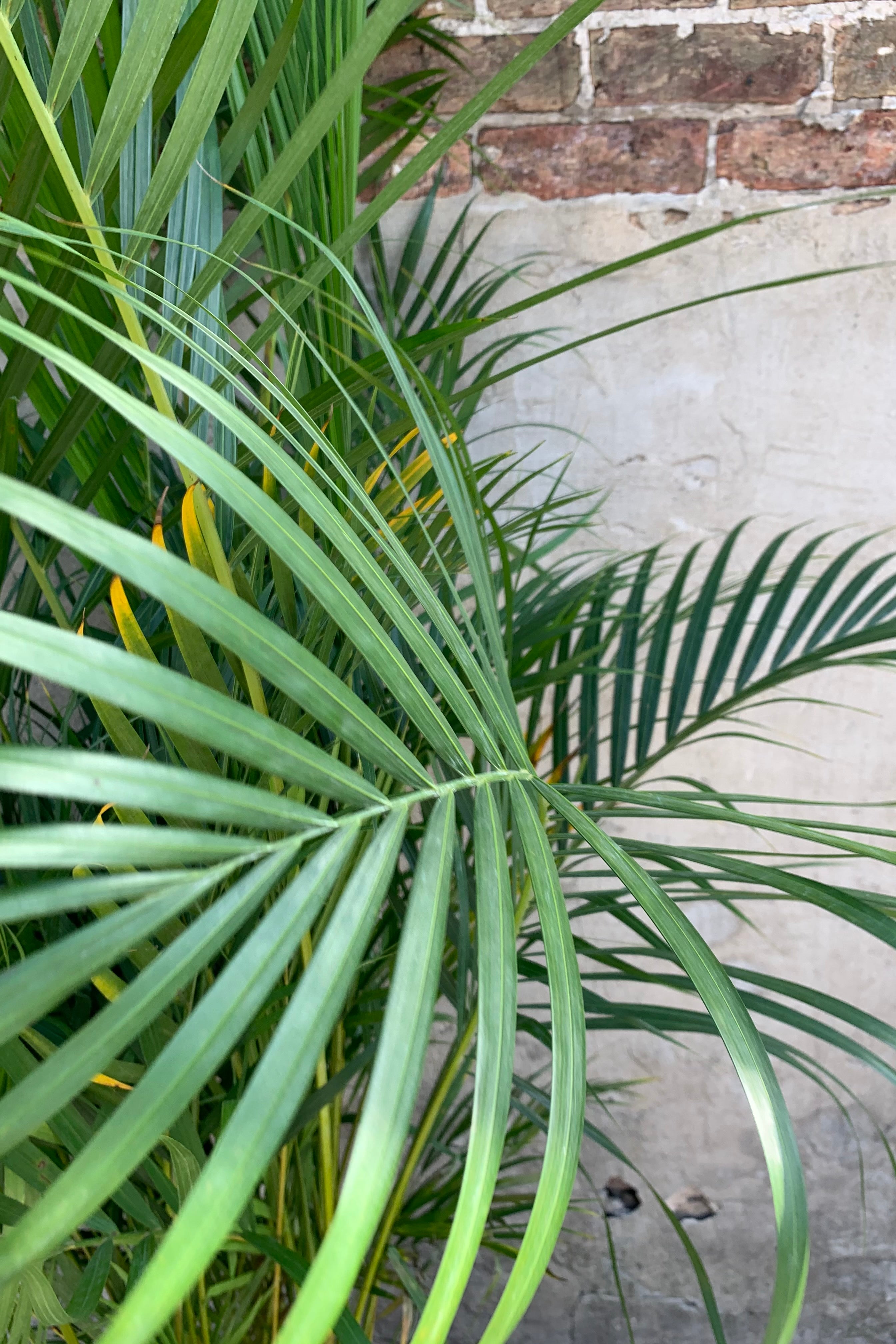 Areca Palm close up picture of its fronds.