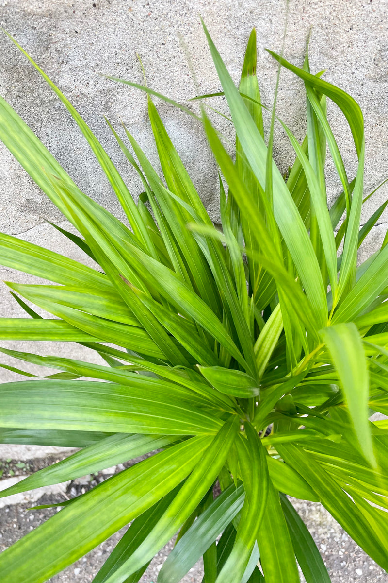 detail of Chrysalidocarpus lutescens "Areca Palm" 6" bright green palm leaves against a grey wall