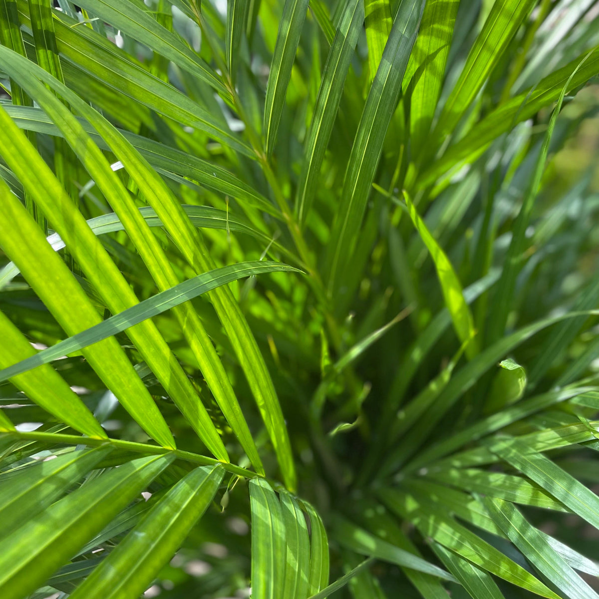areca palm curling leaves Chrysalidocarpus lutescens "Areca Palm" 10" at SPROUT HOME