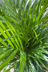 Close up of Chrysalidocarpus lutescens "Areca Palm" leaves