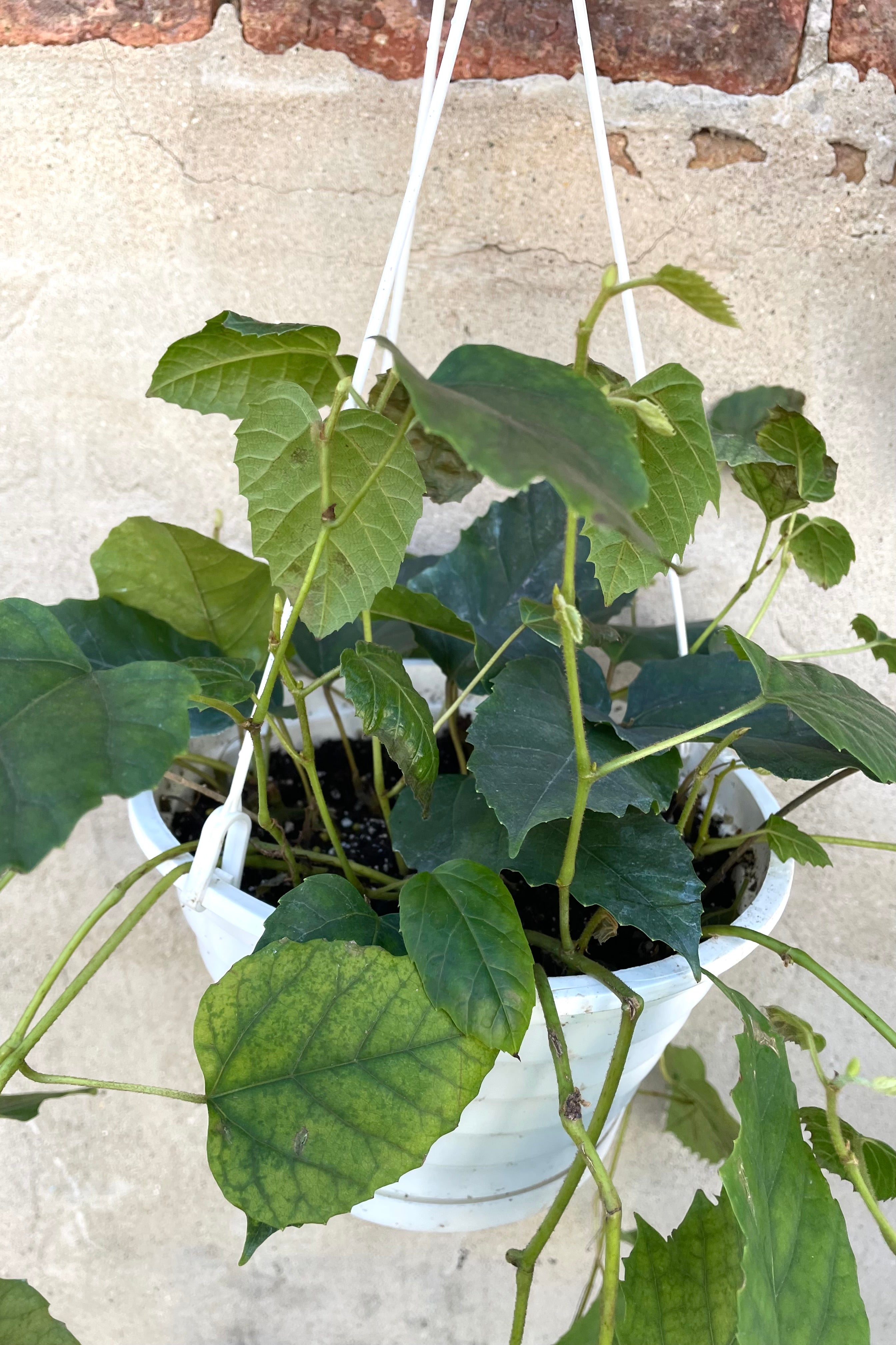 A detailed view of the Cissus antarctica 8" against a concrete backdrop