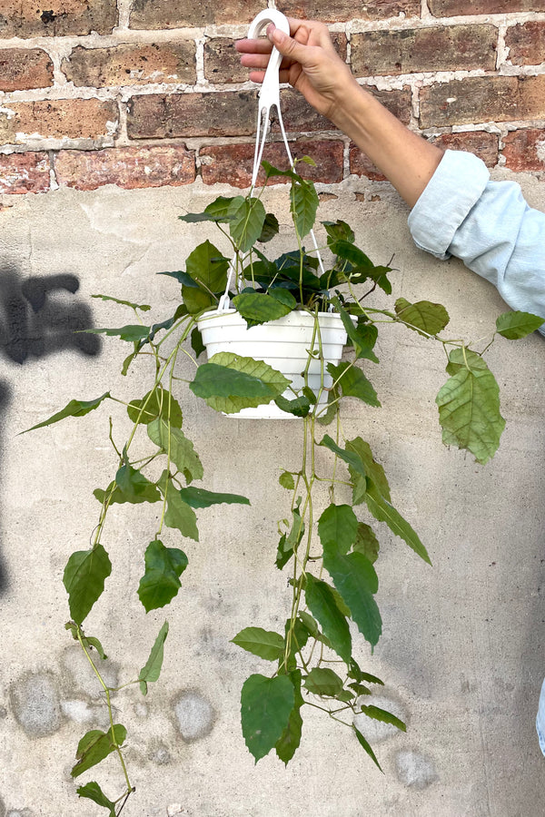 A hand holds the hanging Cissus antarctica 8" against a concrete backdrop